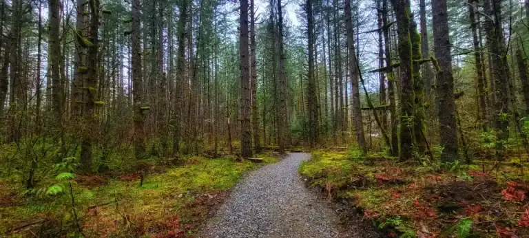 Chehalis River Campground Trail Gravel Path