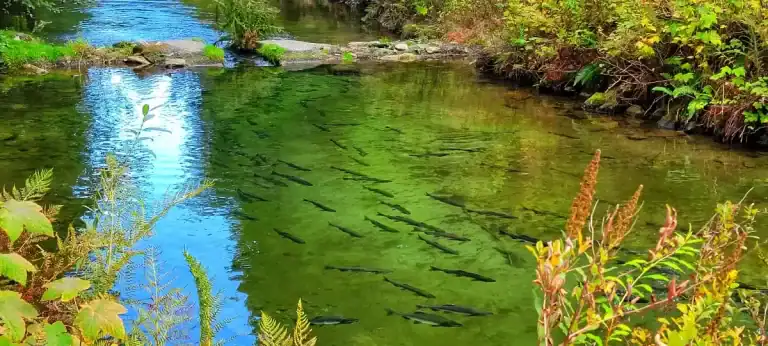 Chehalis River Campground river with fish