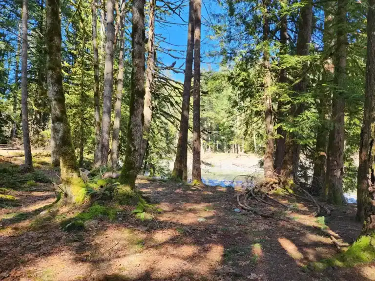 Chehalis River Group
