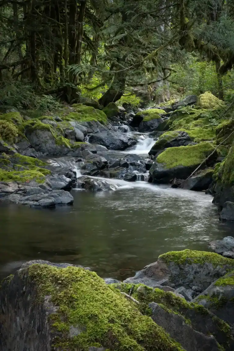 Weaver Creek Group Site