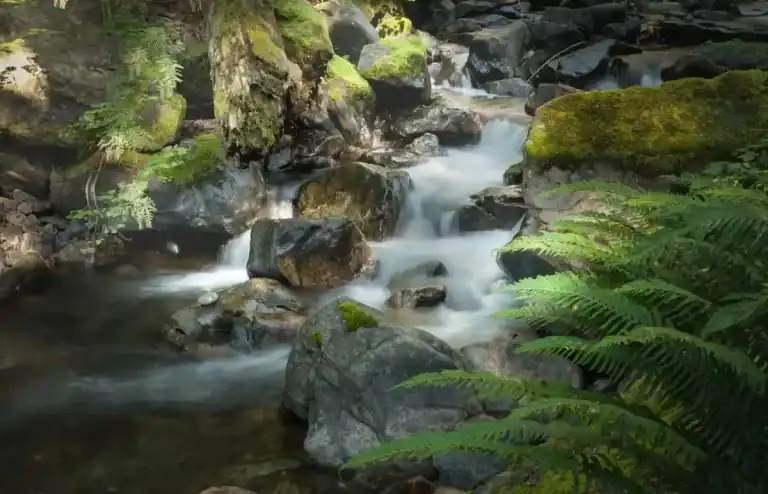 Weaver Creek Group Site