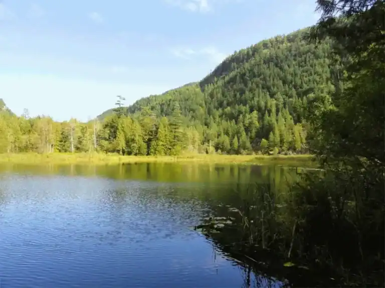 Wolf lake group site